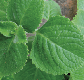 Ajwain-Blätter