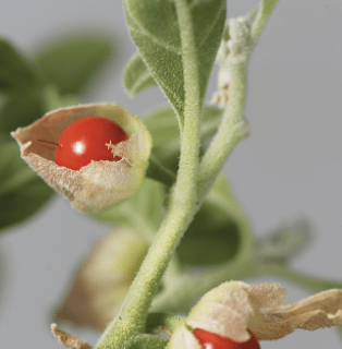 Ashwagandha Pflanze Ayurveda