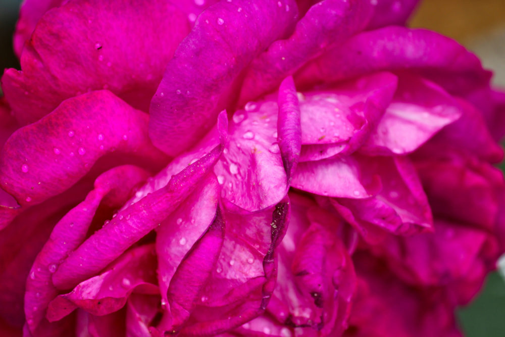 Grosse Lotusblüte in pink