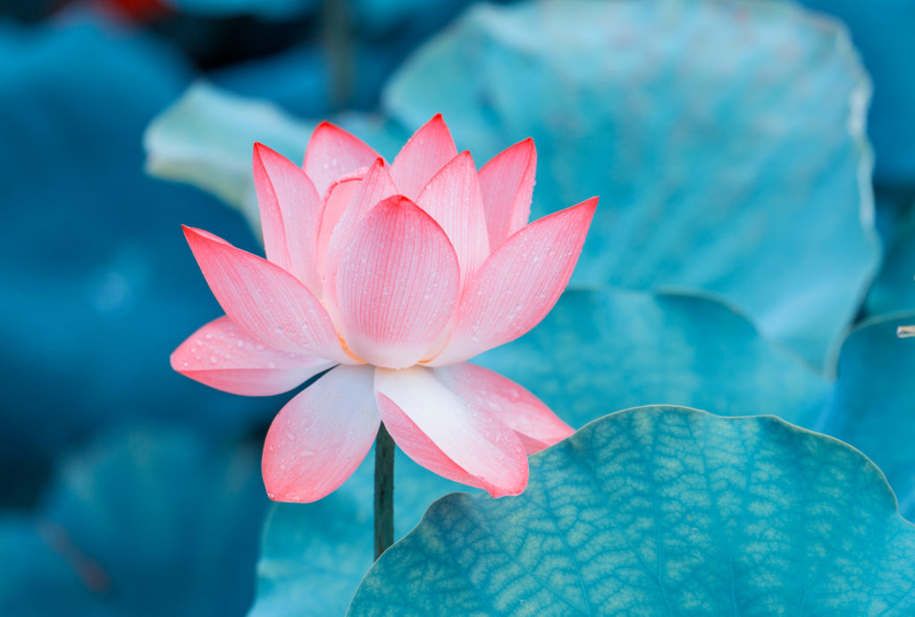 Die Lotusblüte im Buddhismus bel AyurvedaBlog